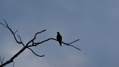 Silhouette-Eines-Kleinen-Vogels,-Der-Auf-Einem-Blattlosen-Ast-Thront