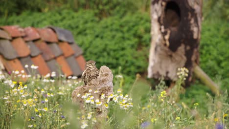 tawny owls flying, landing on tree stump in flower meadow, slow motion, close up