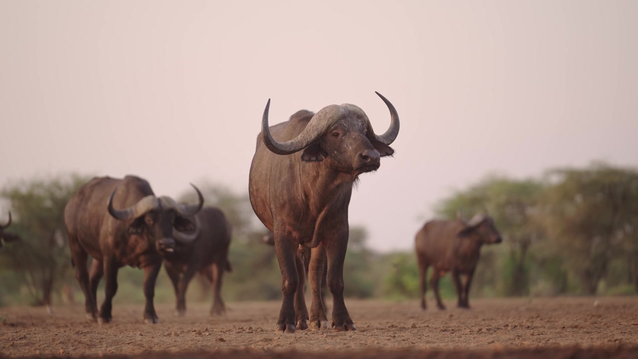 Buffalo Herd at Sunset, African Wildlife at Golden Hour, Safari Animals Low Angle Shot in Africa.