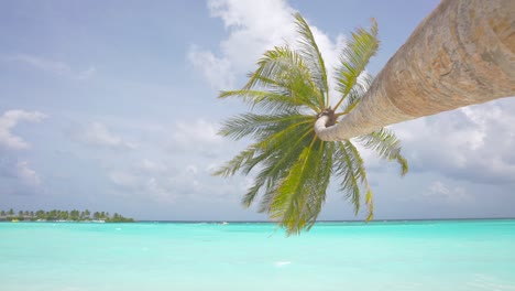 mejores playas del mundo. islas de las maldivas palmeras en el océano. palmeras crecen en la playa con arena blanca. mar azul y playa y cielo. paisaje de verano. barco en el fondo. palmera cuelga sobre el mar. cámara lenta