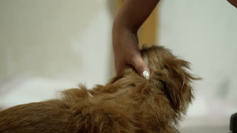 brown dog feels comfortable being touched by his master's hand