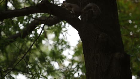 squirrel in a tree - philadelphia, pa rittenhouse park