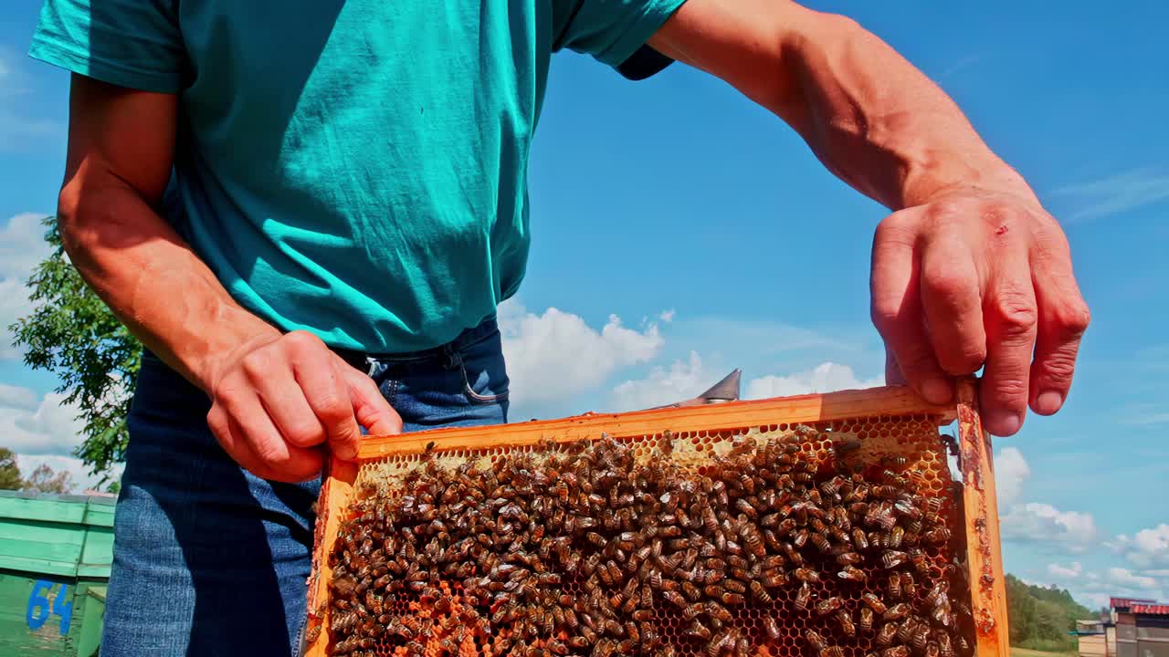 Slow motion tracking of beekeeper pulling out honey frame covered in active bees