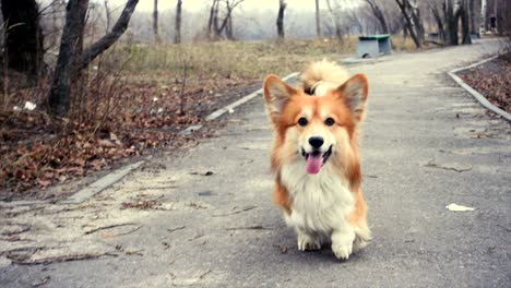 little funny corgi fluffy puppy walking outdoors