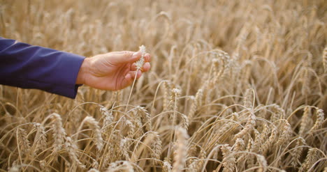 wheat grains in farmer hands agriculture 1