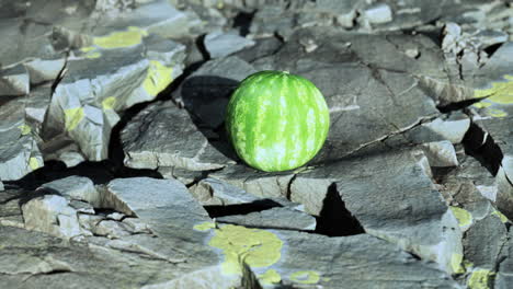 Wassermelonenfruchtbeere-Auf-Felsigen-Steinen