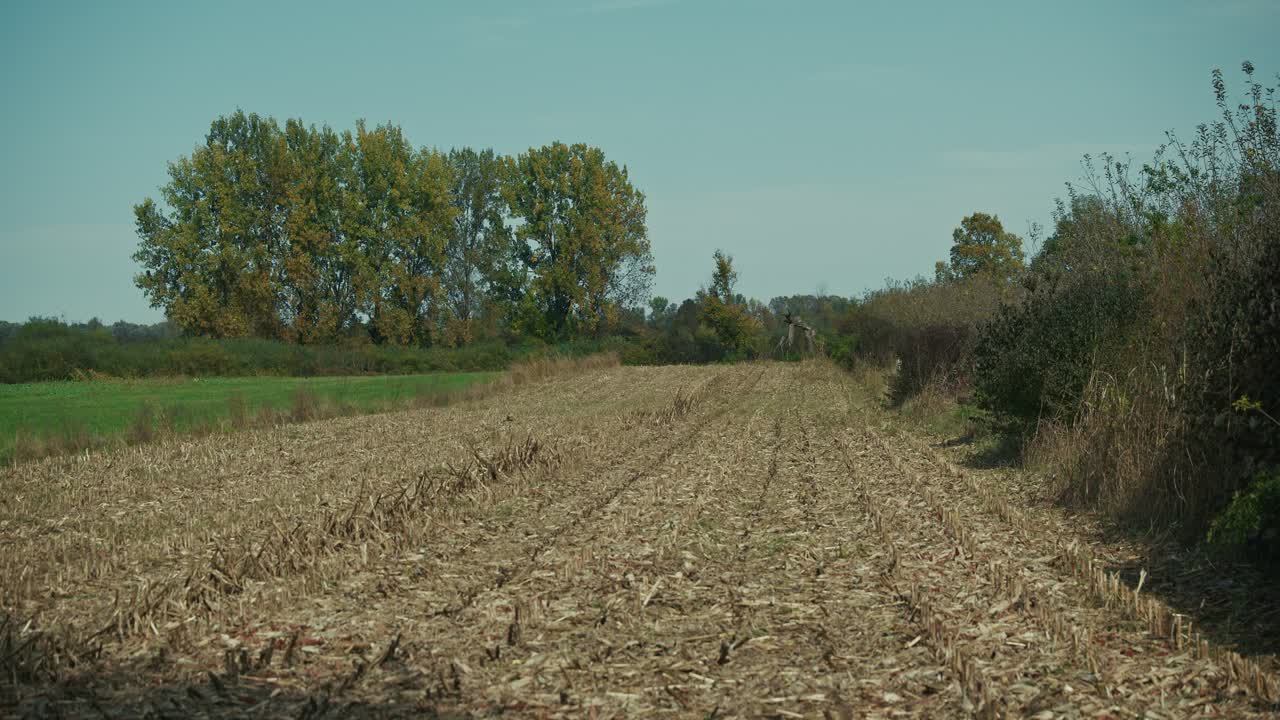 Expansive harvested cornfield with golden stalks and trees in the background