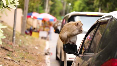 monkey explores car side mirror in chonburi