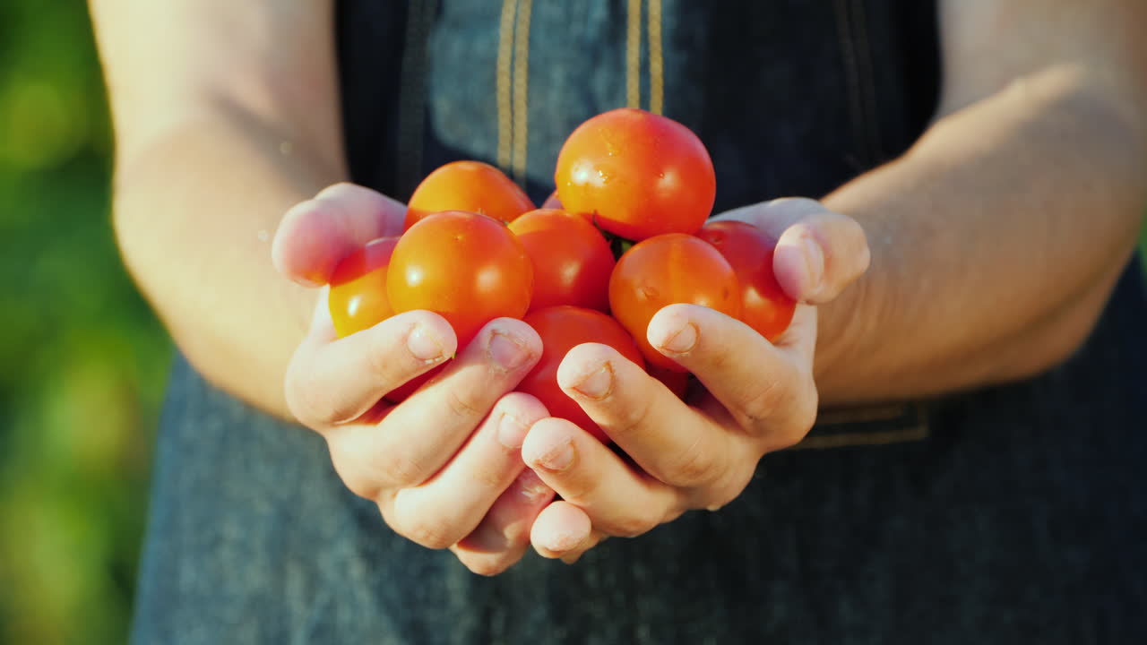 농부는 잘 익은 빨간 토마토 유기농 야채 개념을 한 줌 보유하고 있습니다.