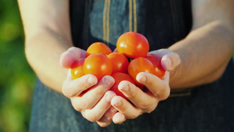 A-Farmer-Holds-A-Handful-Of-Ripe-Red-Tomatoes-Organic-Vegetables-Concept