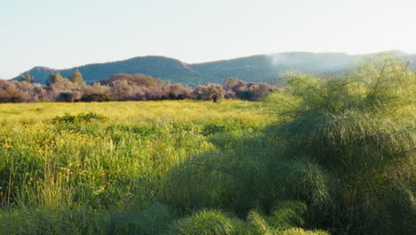 hinojo silvestre frente a un tranquilo prado en la región de calabria en primavera