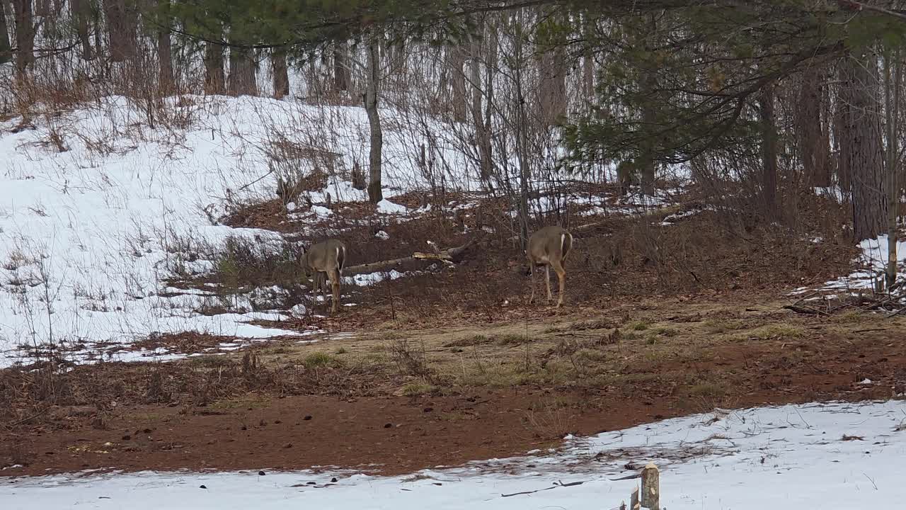 Two Deer in Snowy Québec Forest: Maniwaki Winter Wildlife Scene