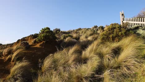 bushland and coastline at twelve apostles, melbourne