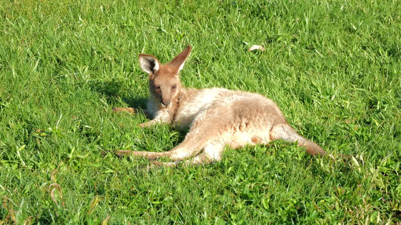 el lindo canguro gris del este descansando en la hierba bajo el sol, de cerca