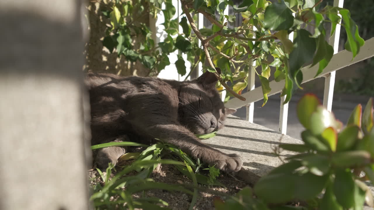 집 정원에서 자고 있는 귀여운 검은 고양이