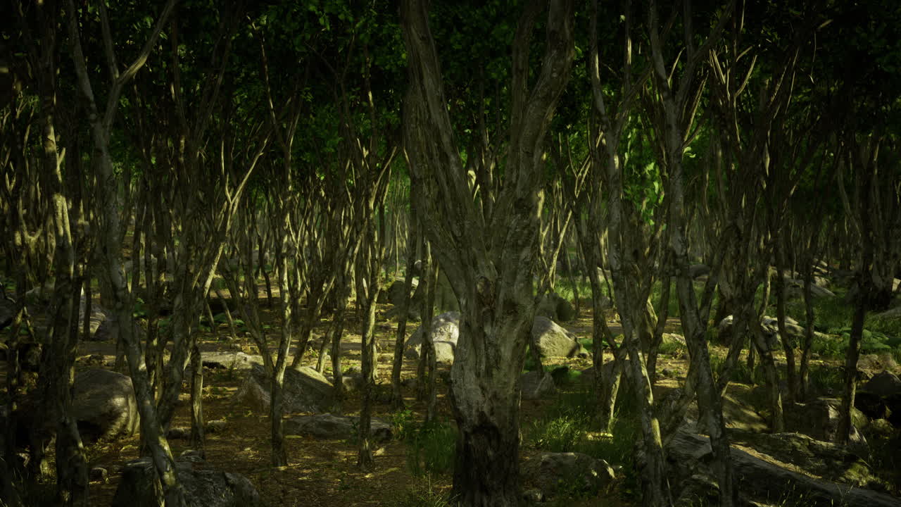 Mysterious forest with twisted trees and dappled sunlight