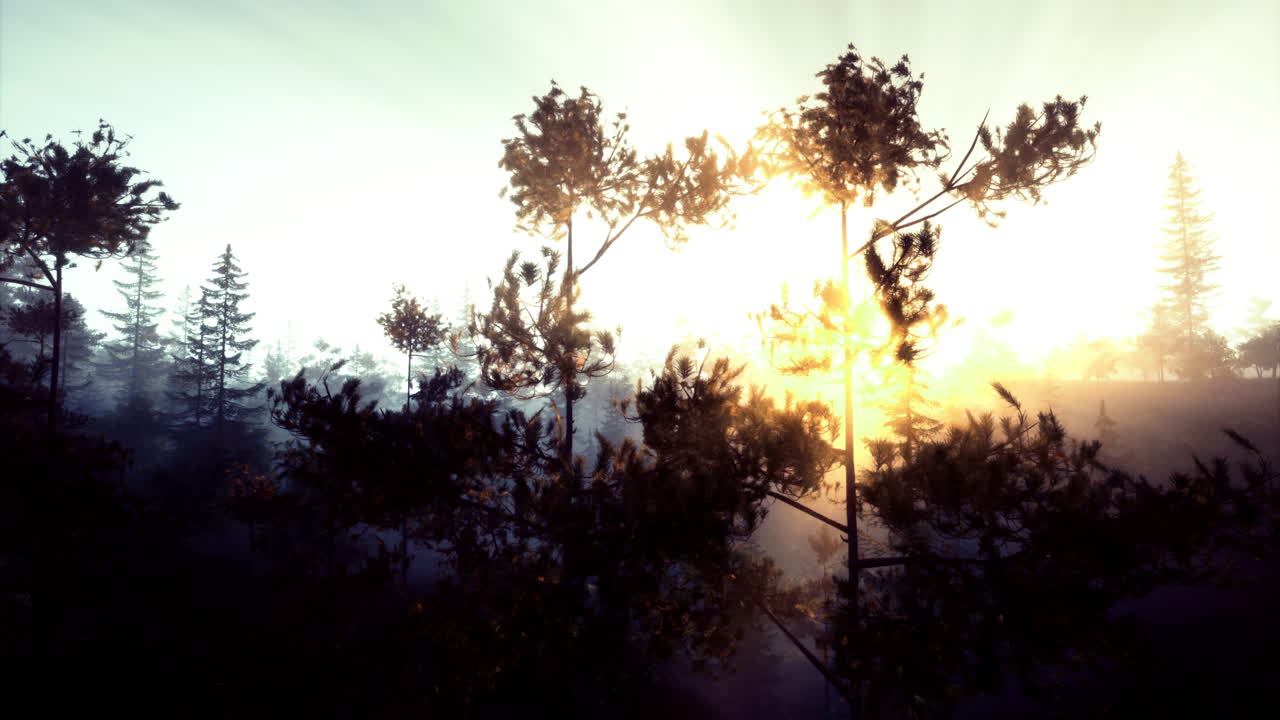 Majestic sunrise illuminating a serene forest landscape at dawn