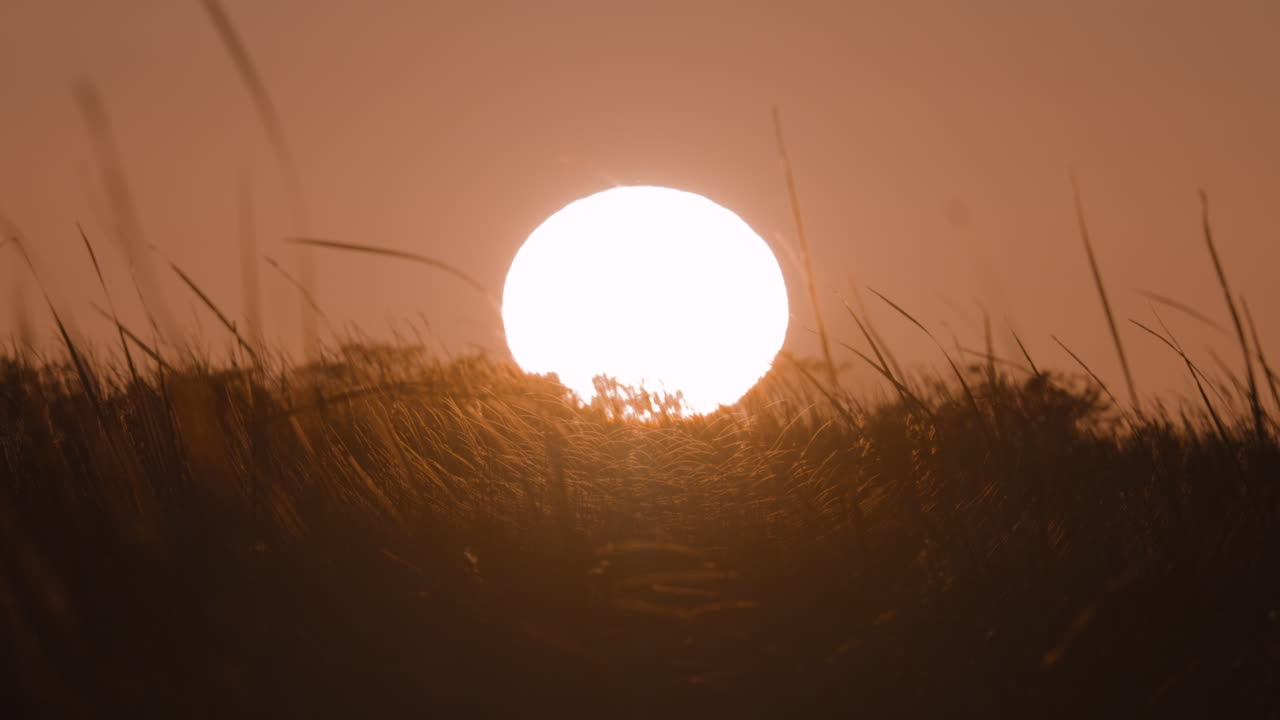 Everglades Sunset Sawgrass Landscape Close Up Slow Motion