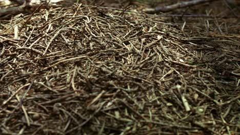 big anthill with colony of ants in summer forest. forest insects