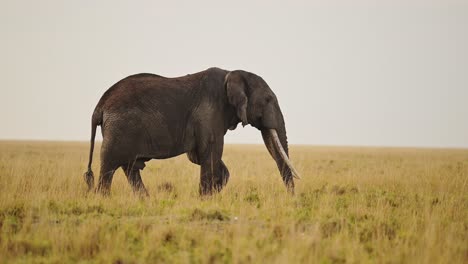 slow motion shot of big five elephant grazing on grasses in masai mara savannah plains, african wildlife in luscious maasai mara national reserve, kenya, africa safari animals in masai mara