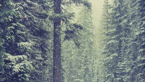 Snow-falling-and-fir-trees