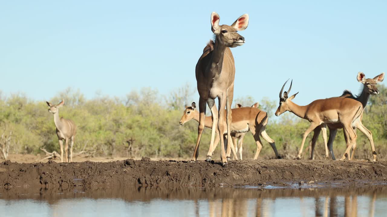 Wide shot of a female kudu lifting her head after drinking and looking around while a herd of impala antelope is walking in the background. Filmed from a low angle in Mashatu Game Reserve, Botswana
