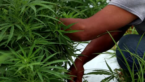 slow motion, close up view of hispanic migrant worker trimming cannabis plants on a commercial hemp farm