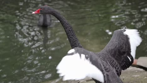 black swan large waterbird flapping wings by the lakeshore