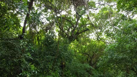 Santa-Marta,-Columbia-Wald-Mit-Sonne,-Die-Während-Eines-Wunderschönen-Tages-Durch-Die-Bäume-Scheint,-Outdoor-Aktivitäten