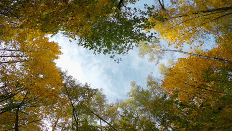 view of the autumn trees from the bottom up