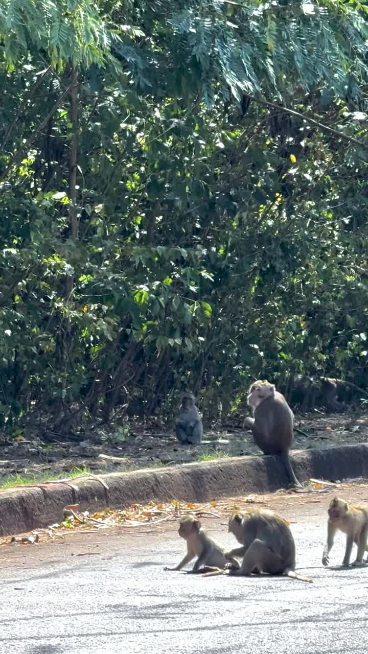 monos socializando en una carretera en tailandia