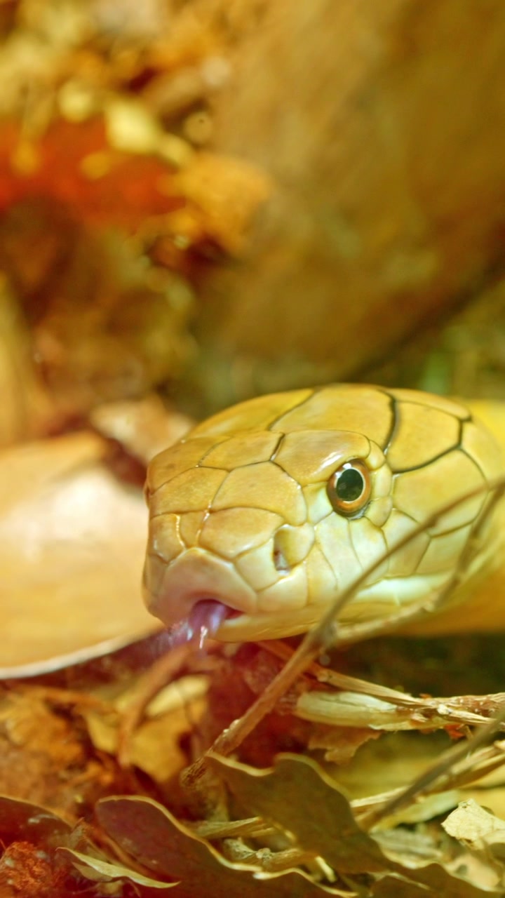 Cobra reale dorato che fa scattare la sua lingua biforcuta
