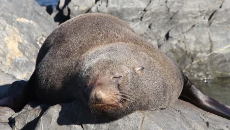 A-close-up-shot-of-a-Fur-Seal-sleeping-on-a-rock