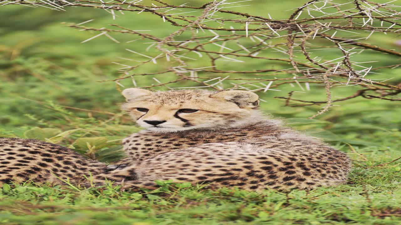 Cute Baby Cheetah Cub in Africa, Serengeti National Park Close Up Portrait of Cheetahs, African Wildlife Vertical Animal Video for Social Media, Instagram Reels and Tiktok in Tanzania