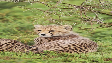 cute baby cheetah cub in africa, serengeti national park close up portrait of cheetahs, african wildlife vertical animal video for social media, instagram reels and tiktok in tanzania