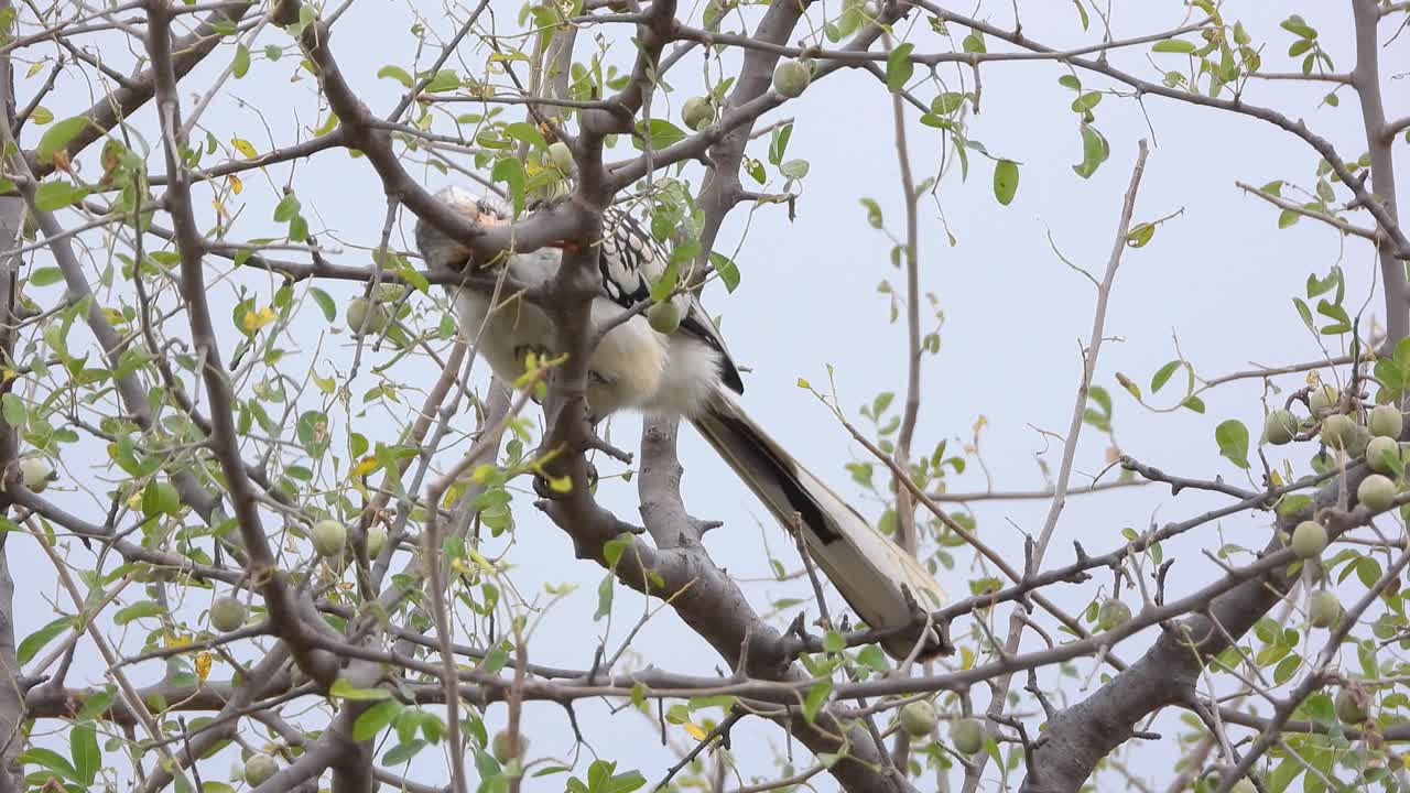 Southern Red-billed Hornbill cleans beak, searches tree for food in spring