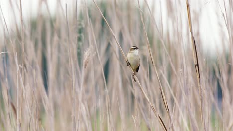 small bird perched on reed stems