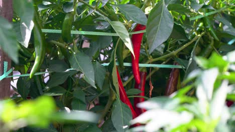 ripening chili red pepper crop in polytunnel greenhouse close-up