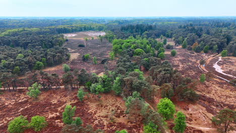green spring landscape aerial view. lush green trees and open land are visible in a scenic aerial view, capturing the beauty of springtime wilderness