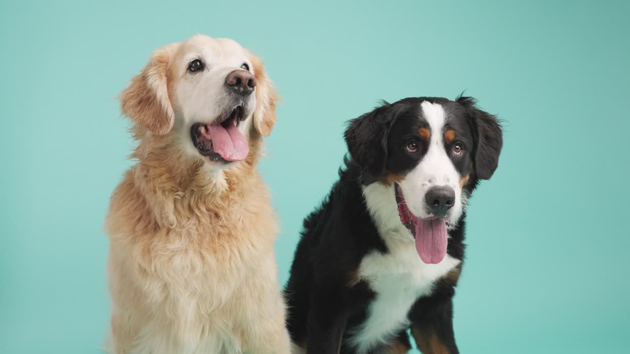 Two dogs, a Golden Retriever and a Bernese Mountain Dog, are posing together