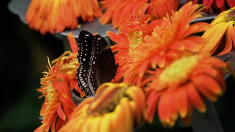 Blühende-Orangefarbene-Gerbera-Gänseblümchenblumen-Mit-Hockendem-Blau