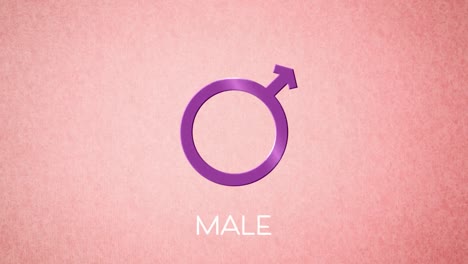 Animation-of-male-gender-symbol,-on-pink-background