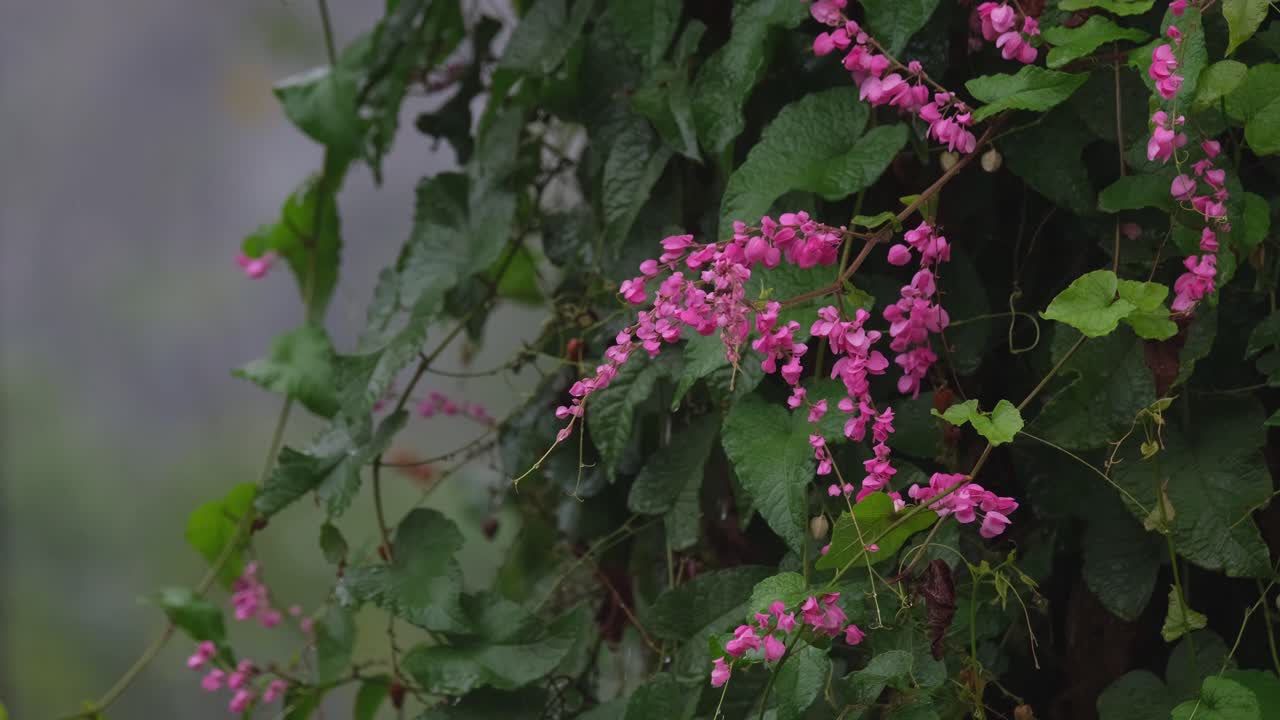 la lluvia cae sobre estas pequeñas flores rosadas conocidas como cadena de amor o vid de coral, antigonon leptopus, tailandia