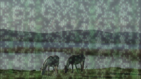 binary code animation over horses grazing near lake with mountains in background