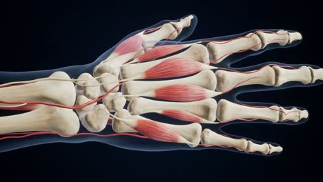 detailed anatomy of the human hand: a comprehensive visualization of bones, muscles, and nerves in a realistic 3d model for educational purposes