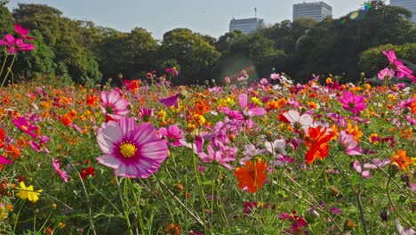 vibrant pink, orange, and white cosmos flowers fill a tokyo park, with trees and city glimpses under clear, sunny skies. a beautiful, serene autumn scene.