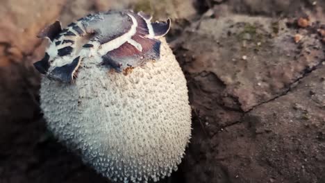 close up zoom out shot of ostiole of common puffball in nature