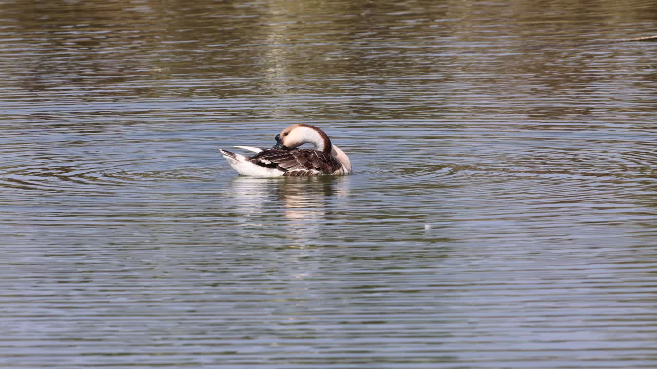 Un'anatra si pulisce le piume su un lago tranquillo.
