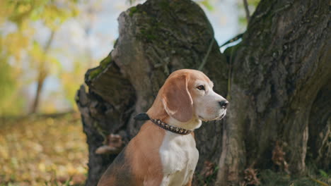 beagle dog with alert expression sits near mossy tree bark in sunlit autumn forest, looking contemplatively into distance surrounded by golden leaves and soft focus trees in background