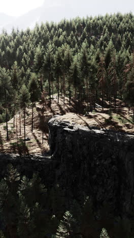 beautiful view of a forest from a cliff